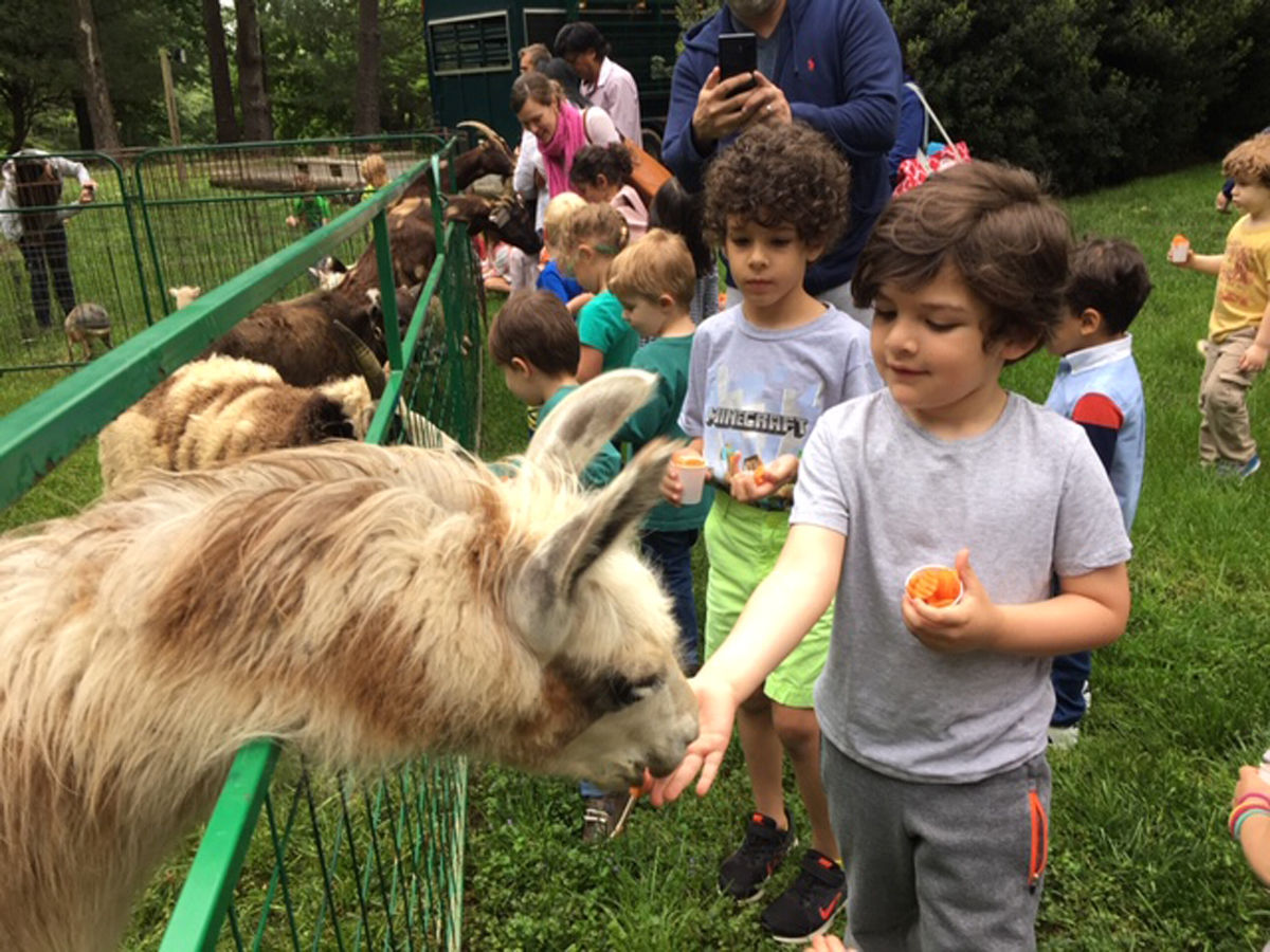 Petting zoo 1